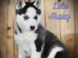 Siberian Husky dogs Lulu - Ad 13
