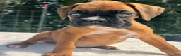 Boxer dogs for sale: Art - Ad 4
