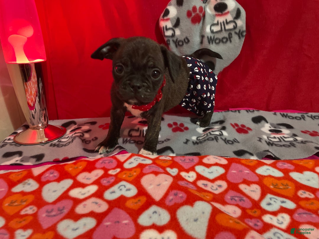 Mixed Breed dogs for sale: Romeo - Ad 1