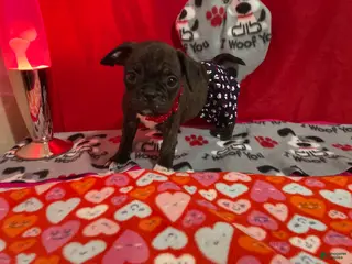 Mixed Breed dogs Romeo - Ad 41