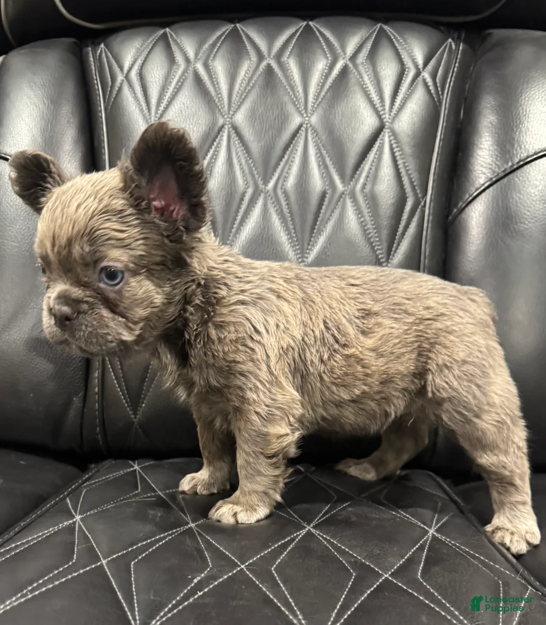 French Bulldog dogs for sale: FLUFFY ROXY - Ad 9