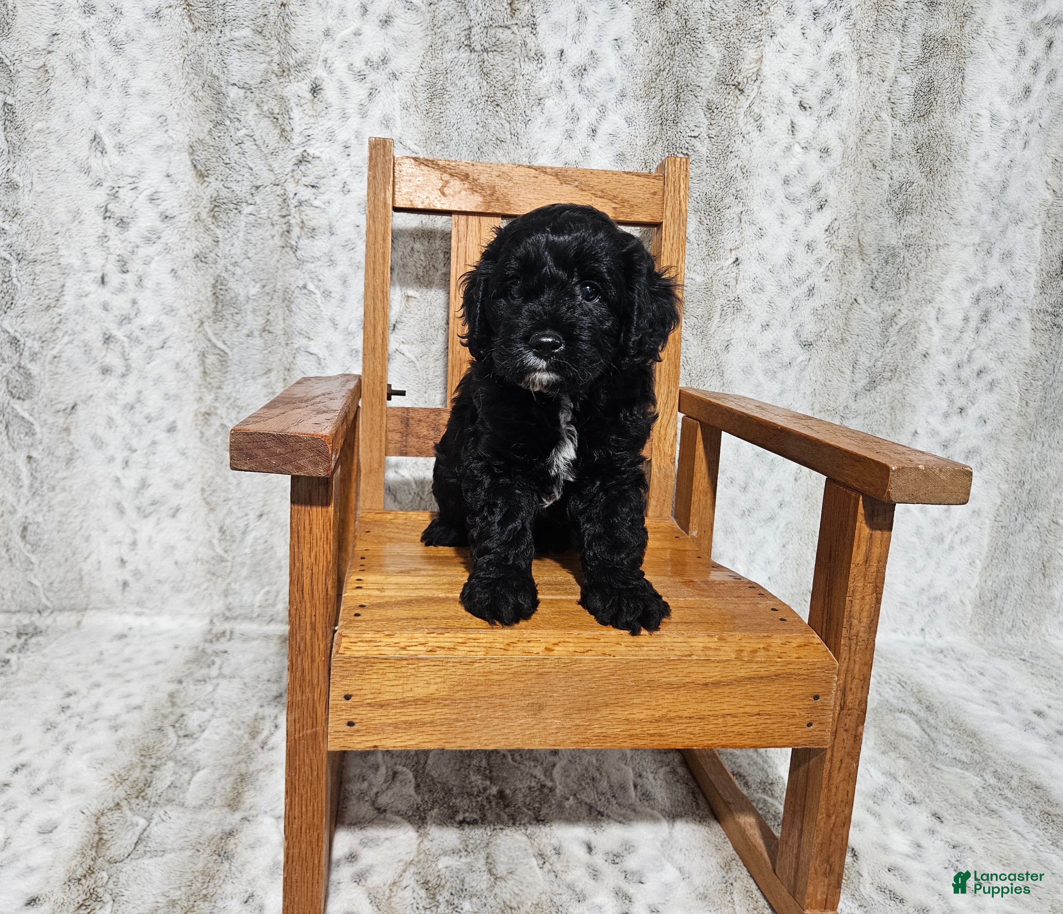 Cavapoo dogs F1 Poseidon - Ad 27