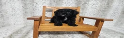 Cavapoo dogs for sale: F1 Poseidon - Ad 3