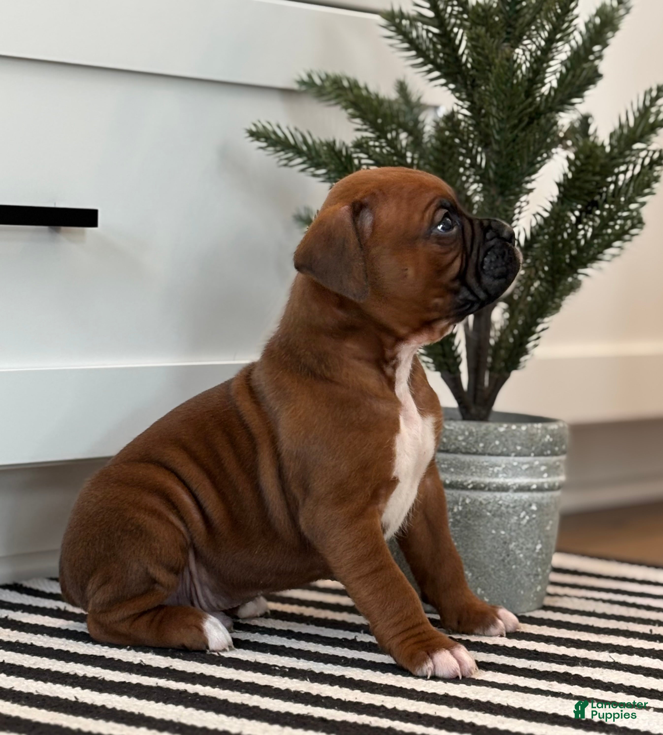 Boxer dogs Dozer - Ad 32