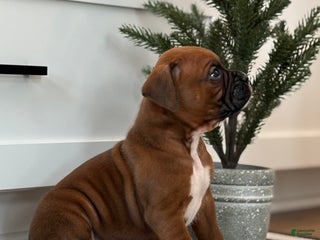 Boxer dogs Dozer - Ad 32