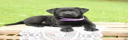 Labrador Retriever dogs for sale: Macaron - Ad 3