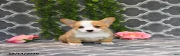 Welsh Corgi Pembroke dogs for sale: Queen   - Ad 5