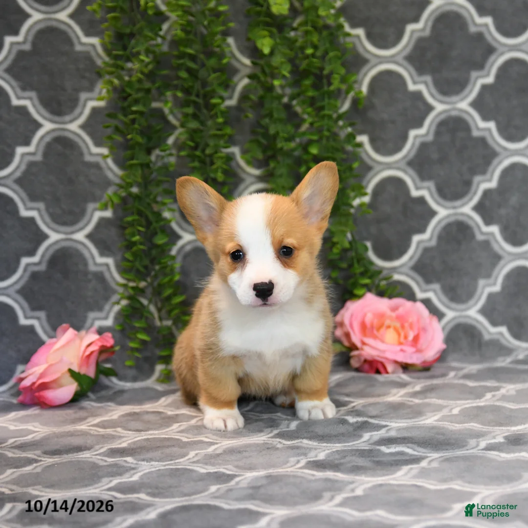 Welsh Corgi Pembroke dogs for sale: Queen   - Ad 5