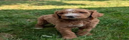 Goldendoodle dogs for sale: Suzy - Ad 8