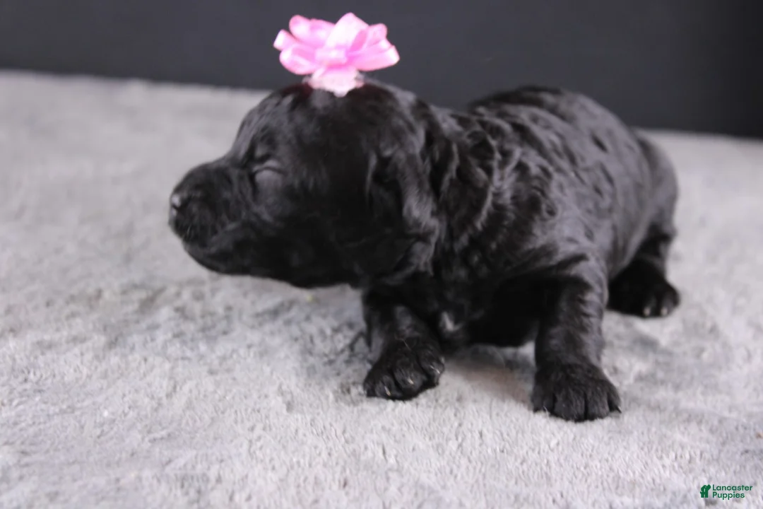 Mini Goldendoodle dogs for sale: Felicity - Ad 2