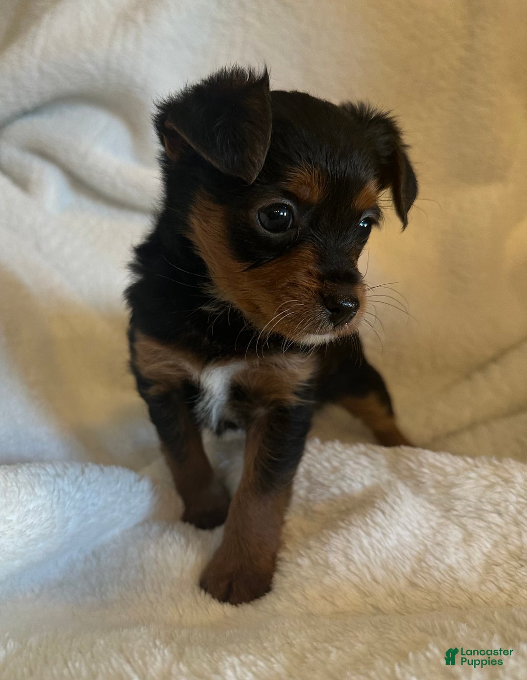 Mixed Breed dogs for sale: Mixed Breed Puppy 2 - Ad 2