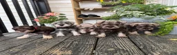 Miniature Schnauzer dogs for sale: Sophie - Ad 15