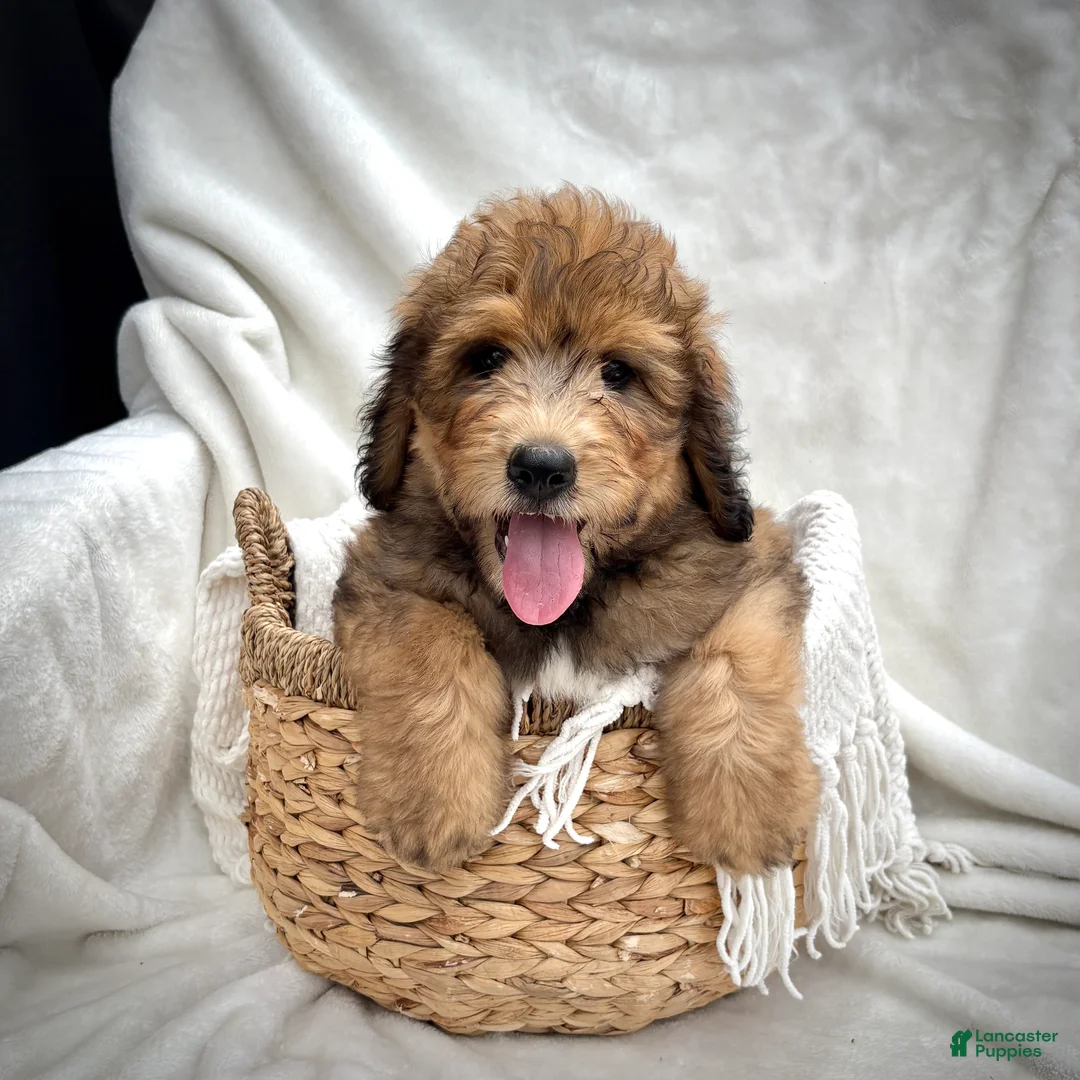 Bernedoodle dogs for sale: Theo - Ad 1