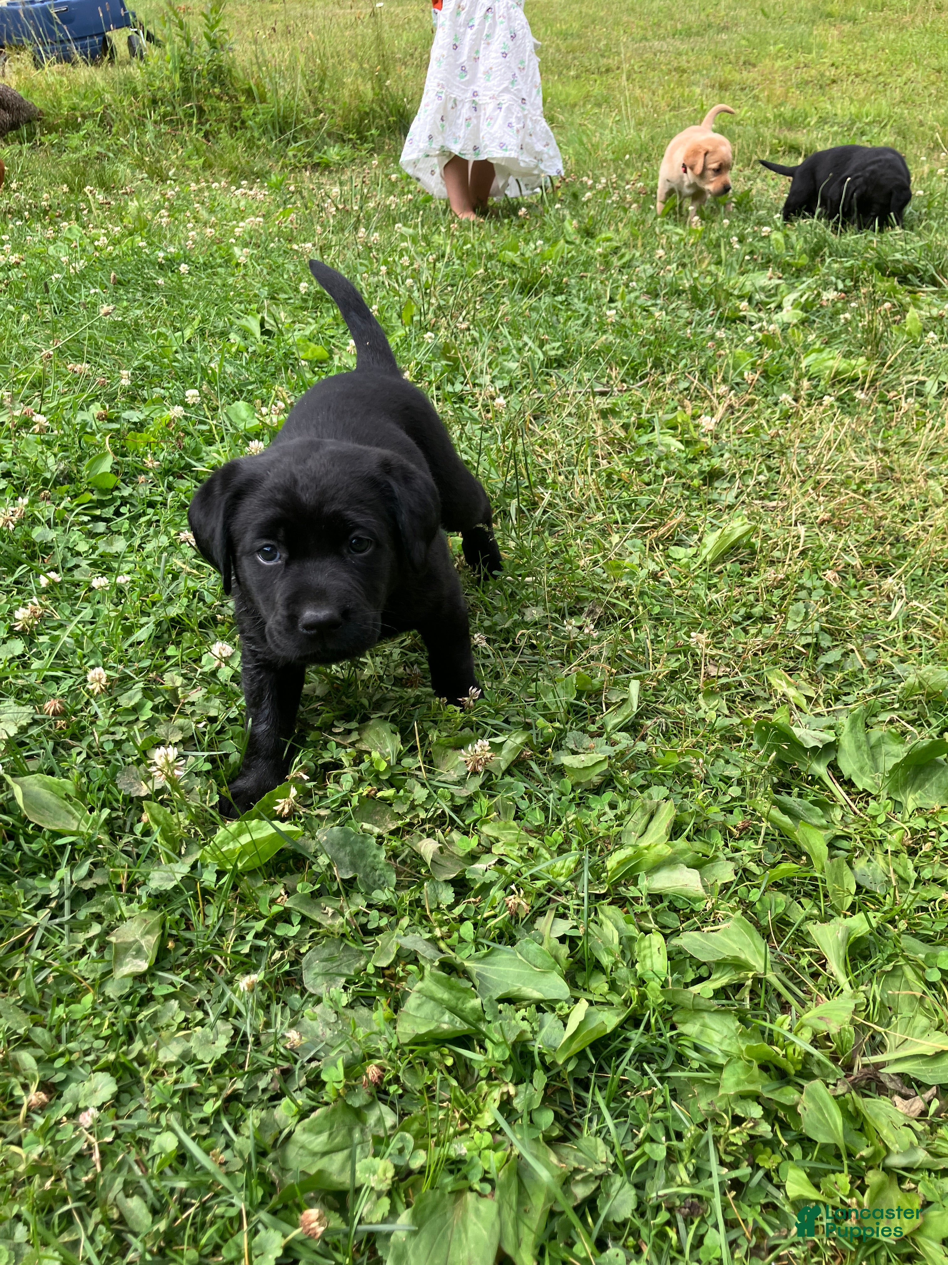 Labrador Retriever dogs Victory - Ad 31