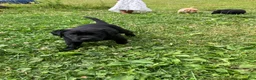 Labrador Retriever dogs for sale: Victory - Ad 1