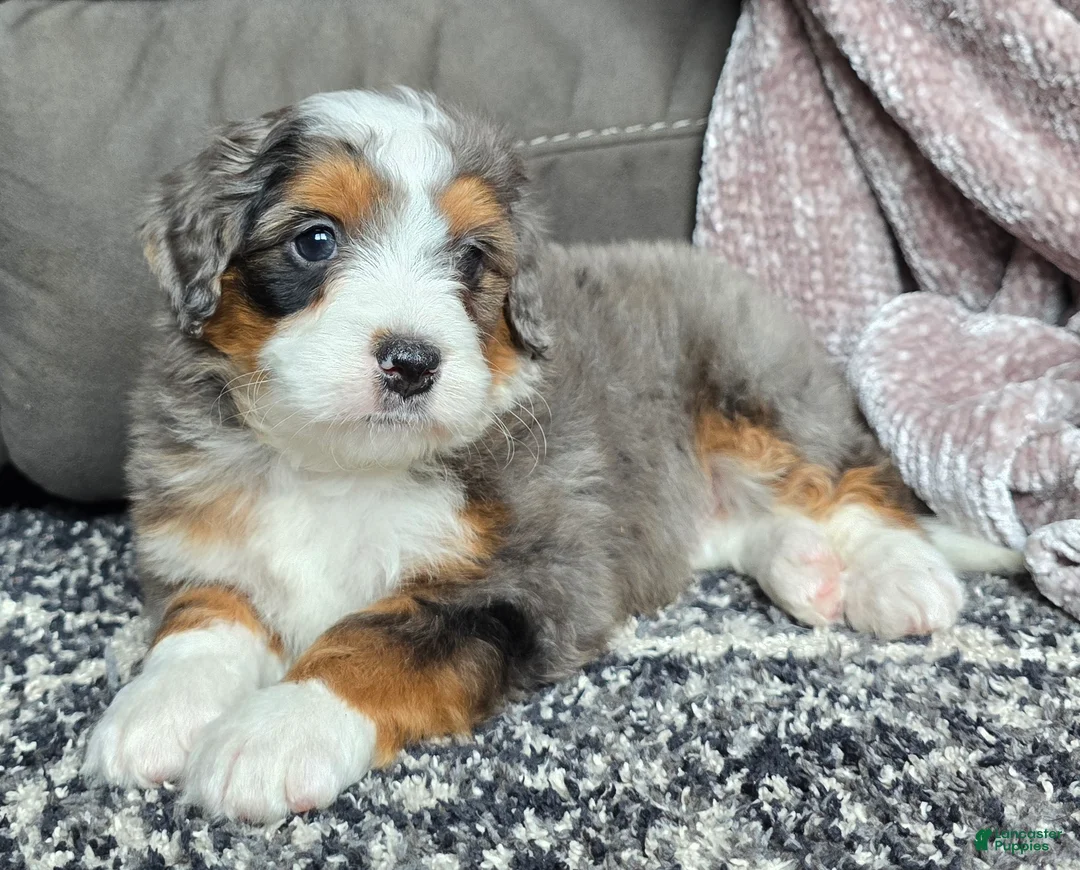 Mini Bernedoodle dogs for sale: Mini Alfie - Ad 22