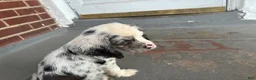Cocker Spaniel dogs for sale: Cocker Spaniel 1 - Ad 6