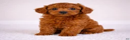 Cavapoo dogs for sale: MAX - Ad 4