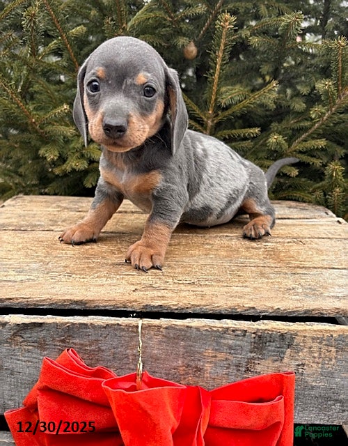 Miniature Dachshund dogs Oswald - Ad 21