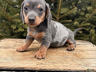 Miniature Dachshund dogs Oswald - Ad 21