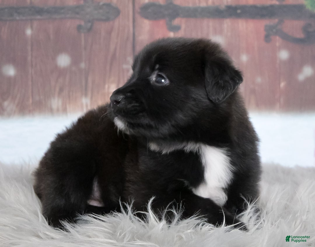 Mixed Breed dogs for sale: Cranberry  - Ad 3