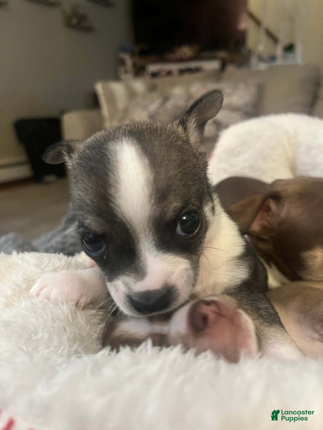 Chihuahua dogs for sale: Chihuahua Puppy 4 - Ad 6