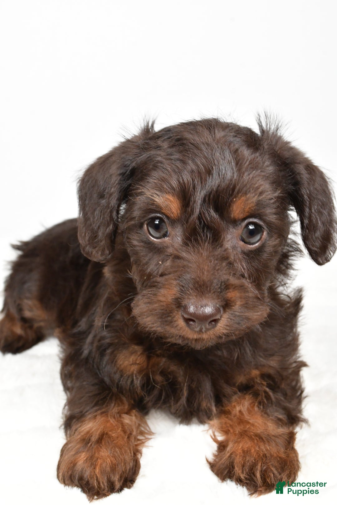 Mixed Breed dogs for sale: Twinkle - Ad 7