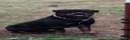 Rottweiler dogs for sale: Rottweiler 1 - Ad 20