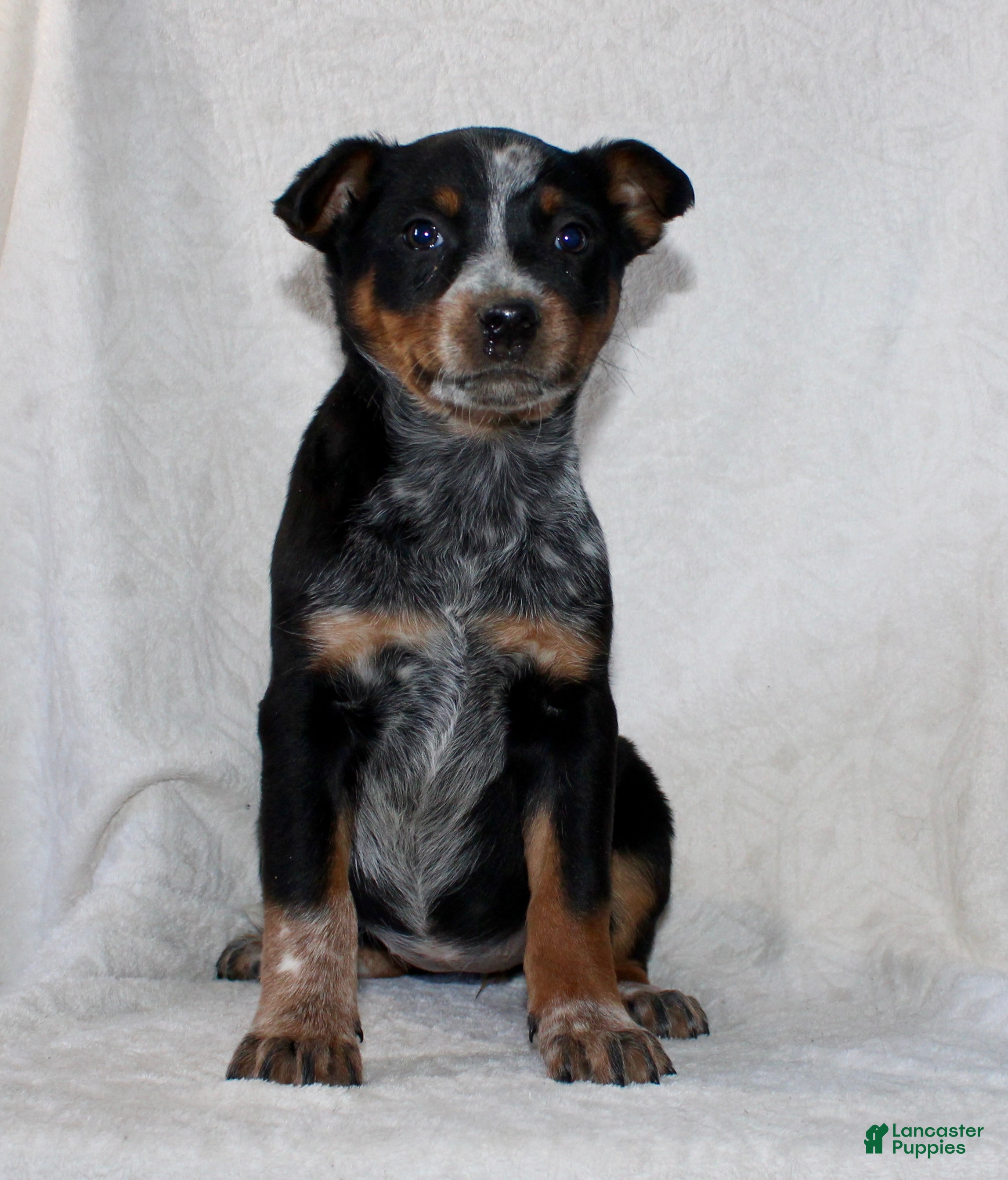 Australian Cattle Dog dogs Lexi - Ad 2