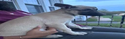 Mixed Breed dogs for sale: Stella - Ad 8