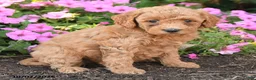 Mini Goldendoodle dogs for sale: Ruby - Ad 3