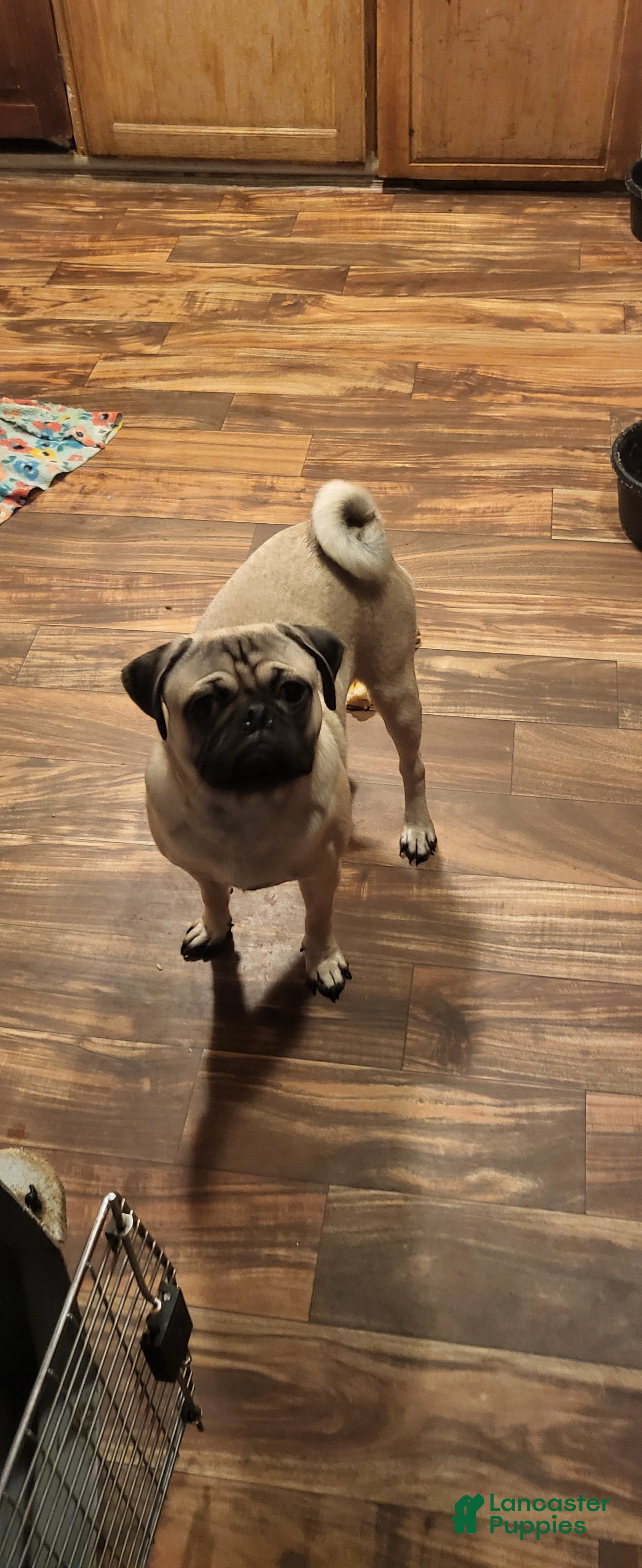 Pug dogs for sale: Pug 1 - Ad 2
