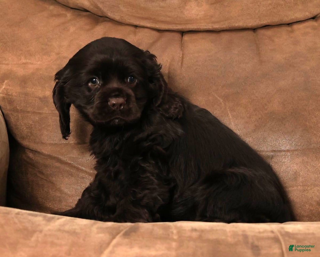 Cocker Spaniel dogs for sale: Dasher - Ad 2