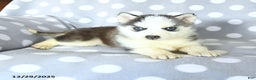 Siberian Husky dogs for sale: Ruby - Ad 2