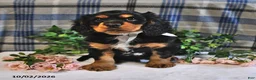 Cavalier King Charles Spaniel dogs for sale: Charlie - Ad 4