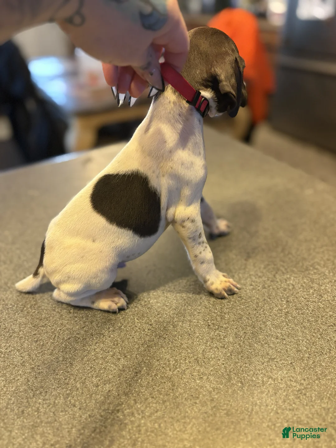 German Shorthaired Pointer dogs for sale: Junco - Ad 2