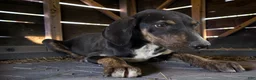 Catahoula Leopard Dog dogs for sale: Tracy II 2026 Female 1 - Ad 12