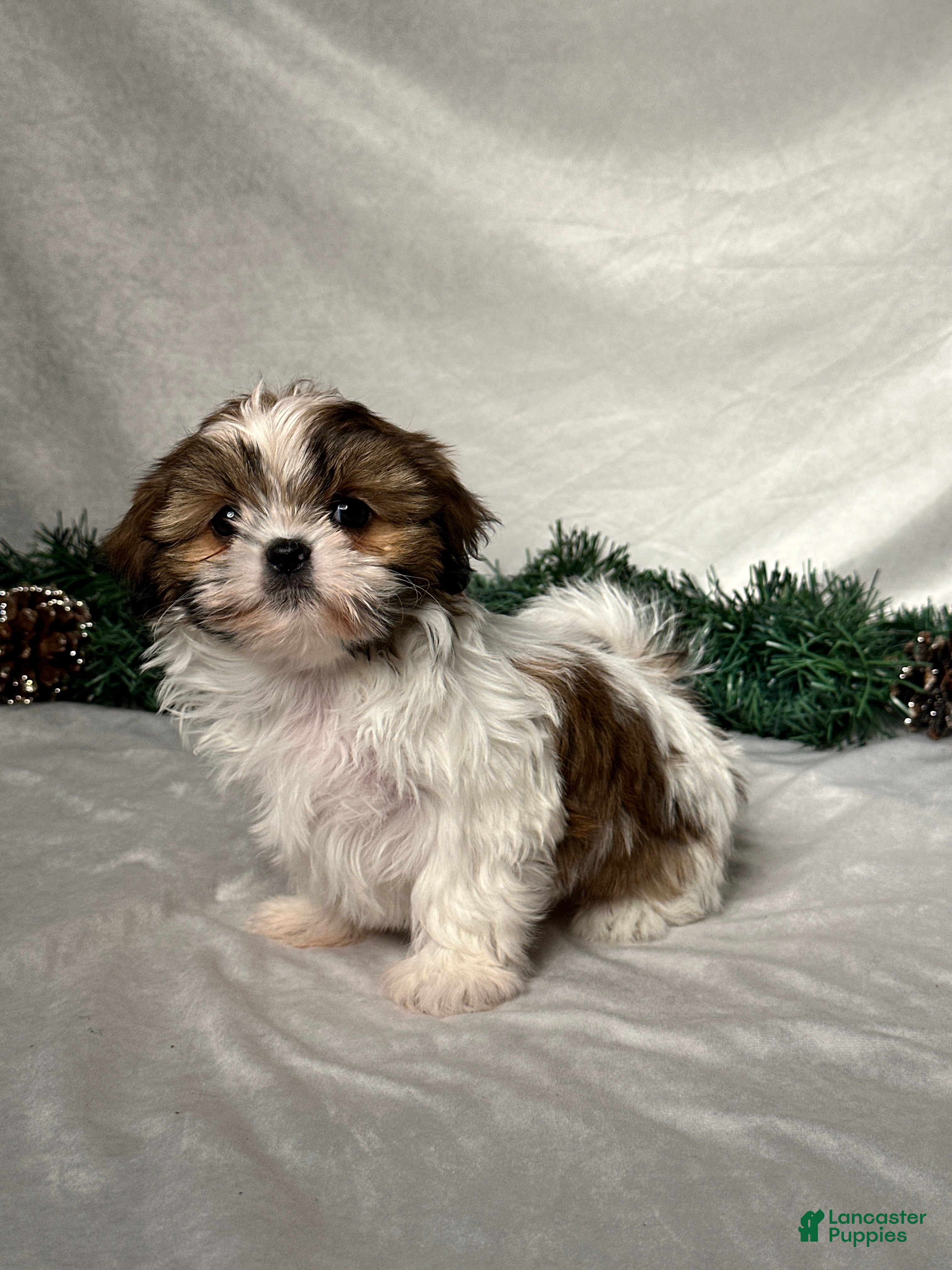 Shih Tzu dogs Lori - Ad 2