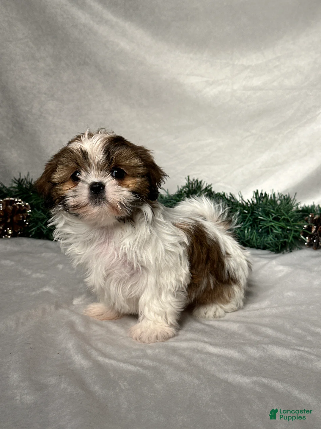 Shih Tzu dogs for sale: Lori - Ad 2