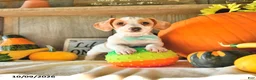 Dachshund dogs for sale: Titus - Ad 3