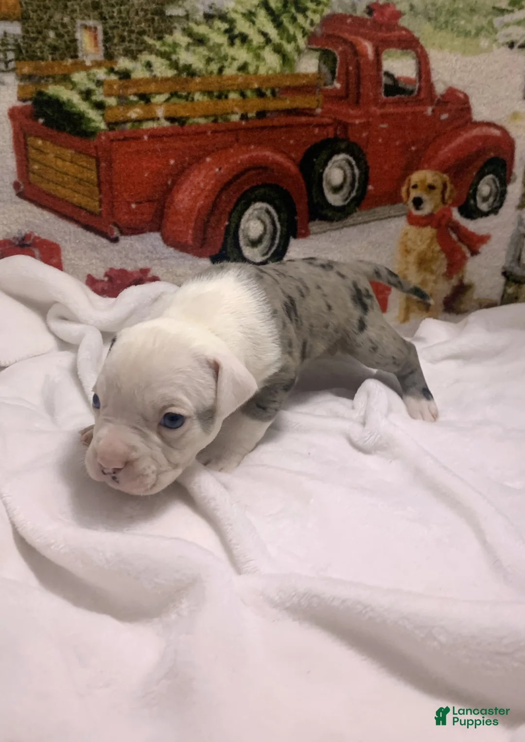 Mixed Breed dogs for sale: Lillith - Ad 10