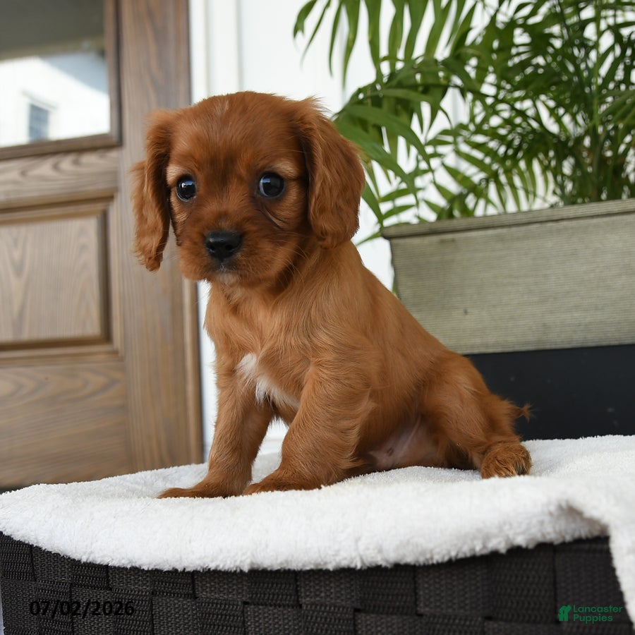 Cavalier King Charles Spaniel dogs Harrison - Ad 2