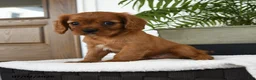 Cavalier King Charles Spaniel dogs for sale: Harrison - Ad 2