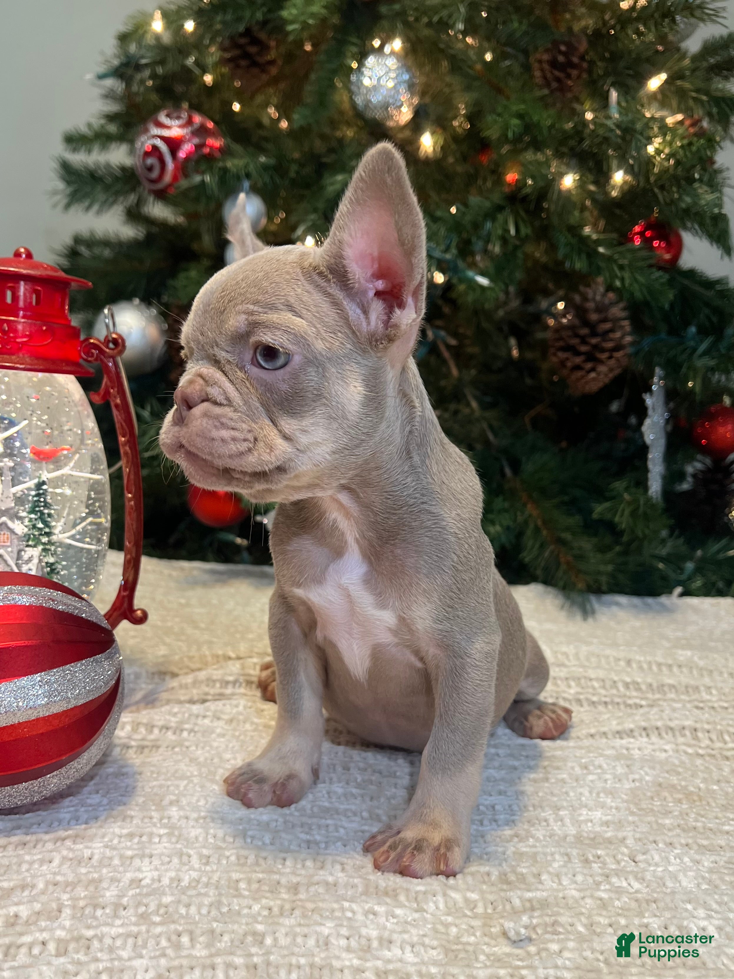 French Bulldog dogs Luna Akc - Ad 8