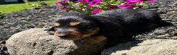 Miniature Dachshund dogs for sale: Jax - Ad 3