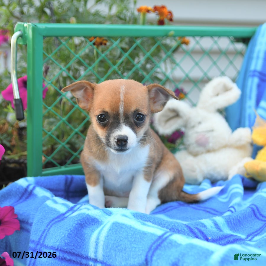 Mixed Breed dogs Theia - Ad 1