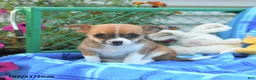 Mixed Breed dogs for sale: Theia - Ad 1
