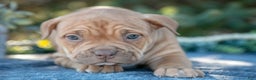 American Bully dogs for sale: Evie - Ad 3