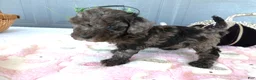 Toy Poodle dogs for sale: Toy Poodle 5 Lexi - Ad 5