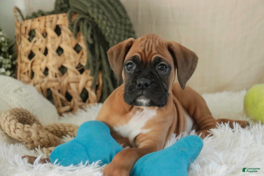 Boxer dogs for sale: Fred - Ad 7